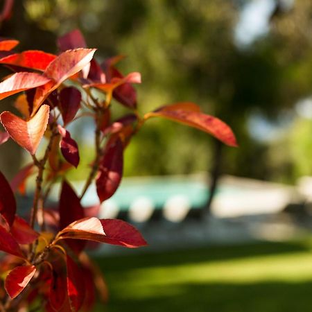 Olivia Estate Villa With Private Swimming Pool Elia Nikitis Exterior foto