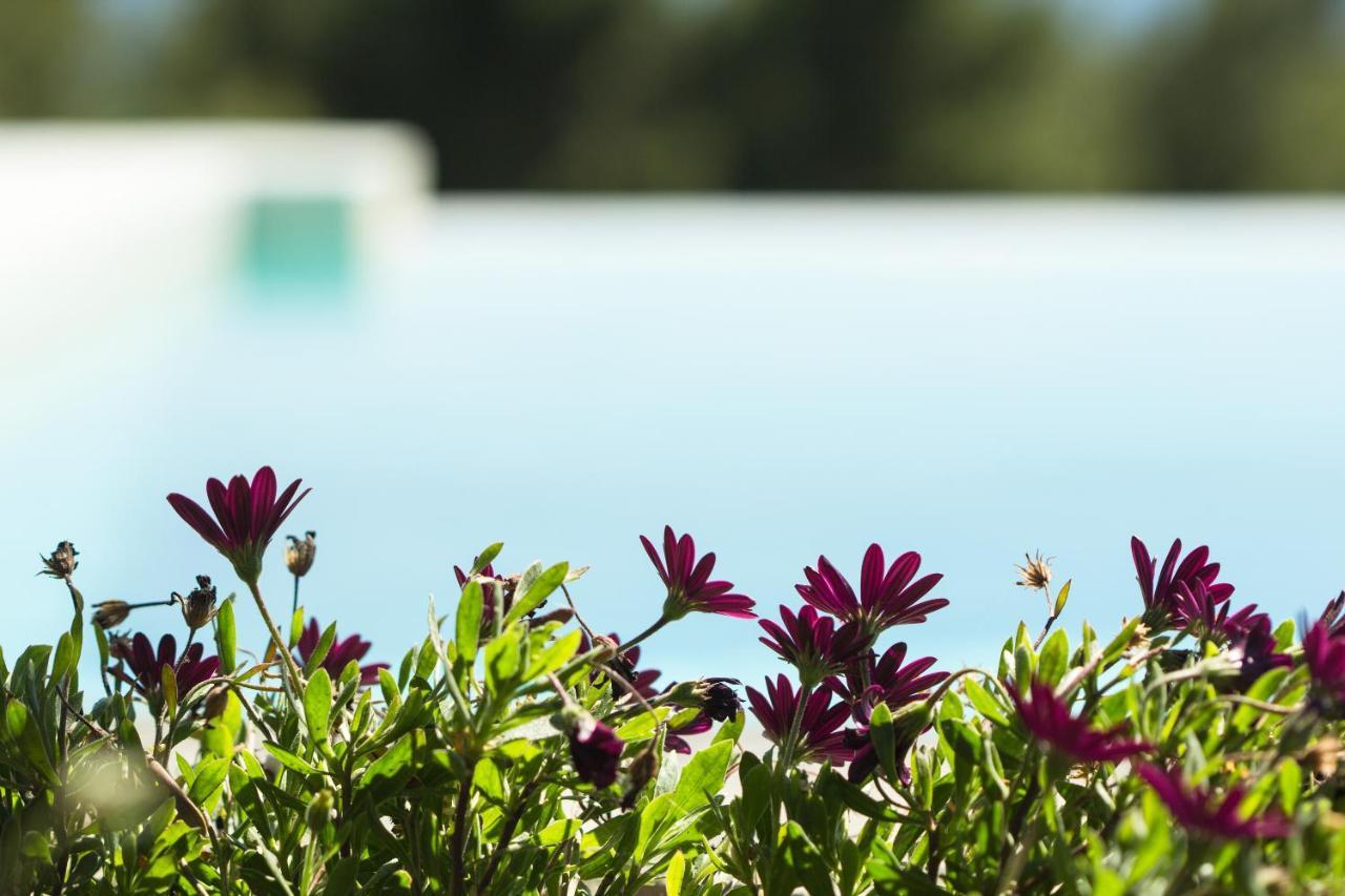 Olivia Estate Villa With Private Swimming Pool Elia Nikitis Exterior foto